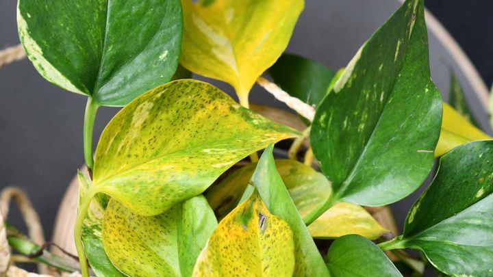 زرد شدن برگ گیاهان آپارتمانی با آبیاری اشتباه