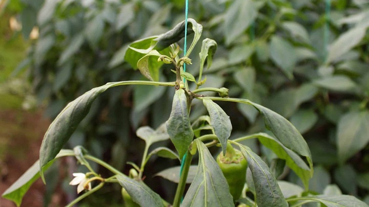 علت جمع شدن برگ گیاهان چیست؟