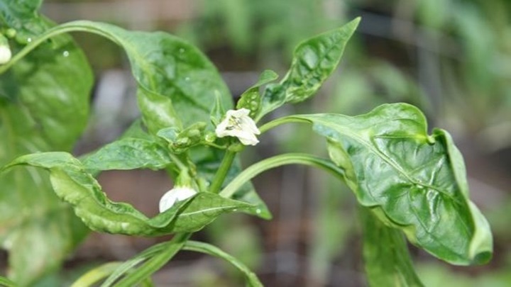 علت جمع شدن برگ گیاهان چیست؟