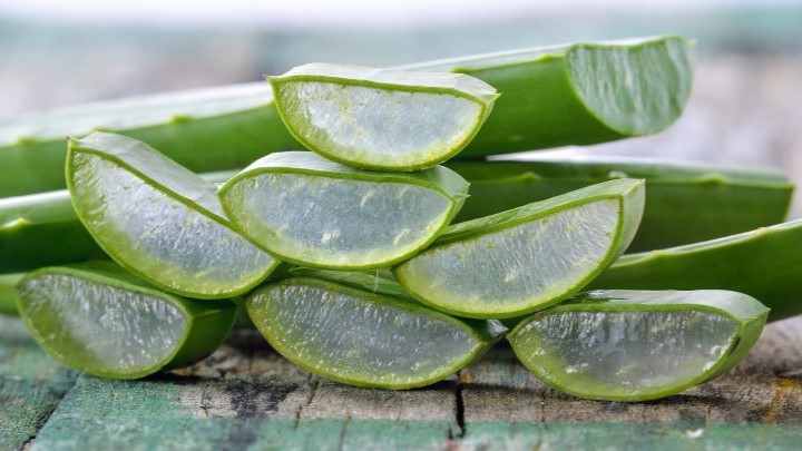 آلوئه ورا به خنک شدن بدن در تابستان کمک می‌کند