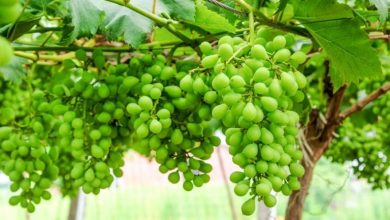 4 فایده خوردن غوره تازه برای یبوست کودکان که بیخبرید!