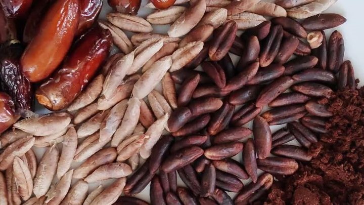 طرز تهیه قهوه هسته خرما طرز تهیه قهوه هسته خرما