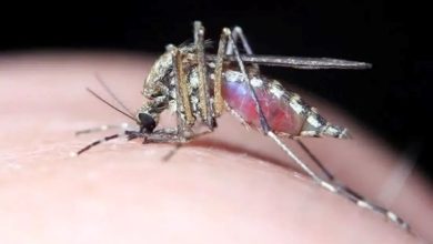 تب دنگی برای چه کسانی خطرناک‌تر است؟