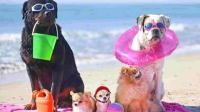 چگونه حیوان خانگی خود را از گرمازدگی تابستانی در امان نگه داریم؟