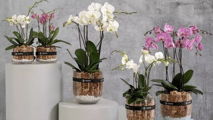 گل ارکیده برای خوش شانسی