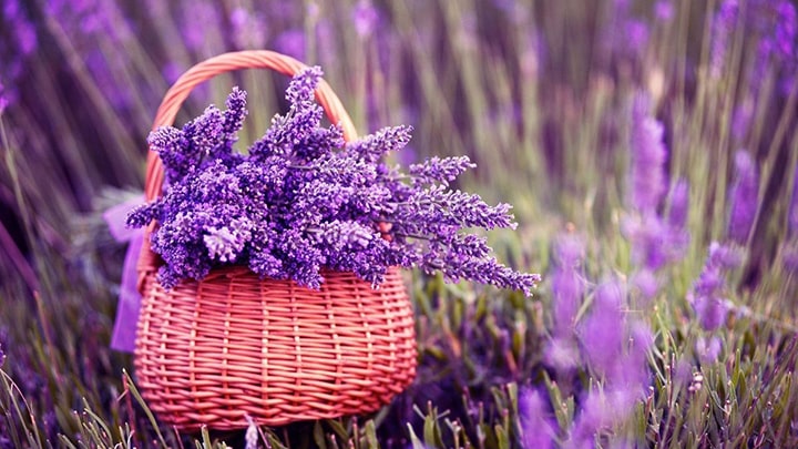 گیاه اسطوخودوس گیاه خوش شانسی