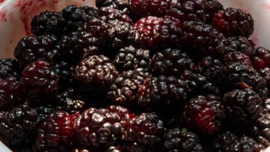 روش نگهداری شاتوت برای طولانی مدت در فریزر