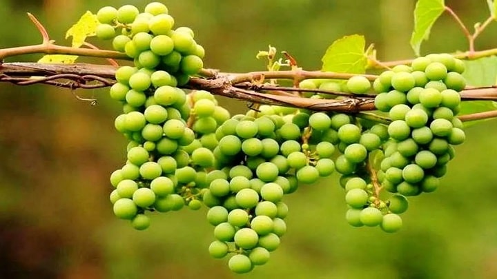 مراحل تهیه رب غوره