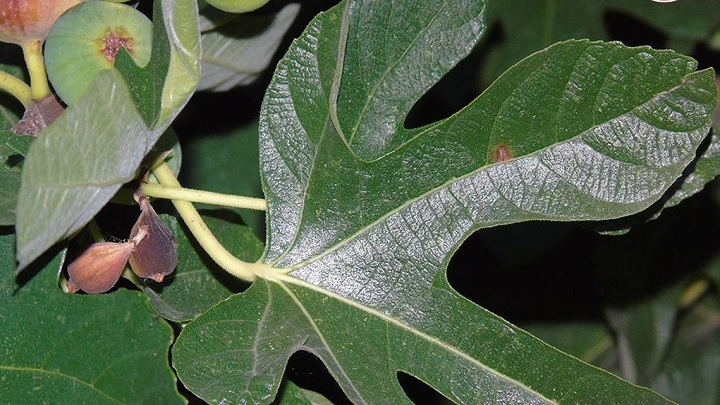 درمان سرفه با برگ انجیر درمان سرفه با برگ انجیر