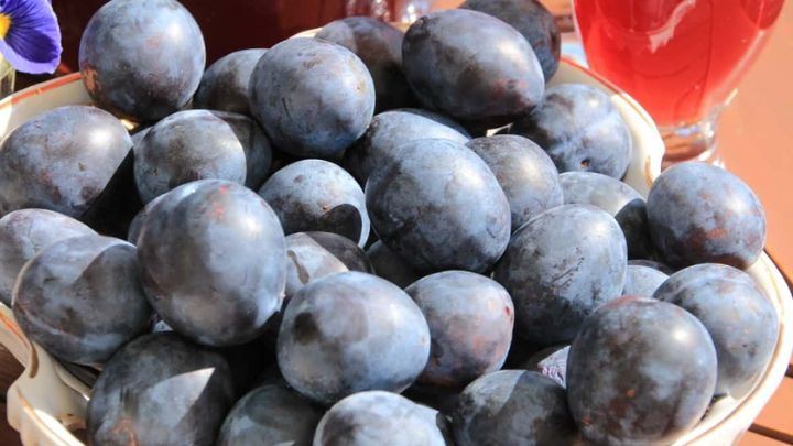 نقش آلو سیاه در سلامت استخوان: بررسی علمی