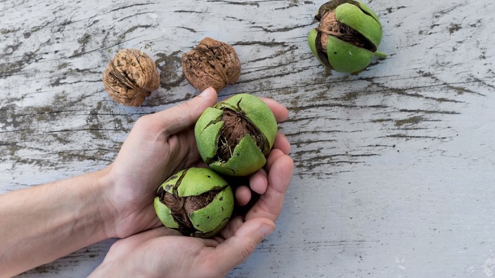 استفاده از پودر پوست گردو برای رنگ کردن موها به رنگ سیاه استفاده از پودر پوست گردو برای رنگ کردن موها به رنگ سیاه