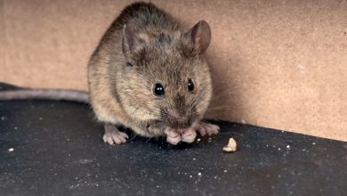 ۵ راهکار مؤثر برای خلاص شدن از شر موش‌های موذی