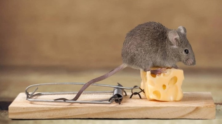 بهترین روشهای از بین بردن موشهای موذی بهترین روشهای از بین بردن موشهای موذی