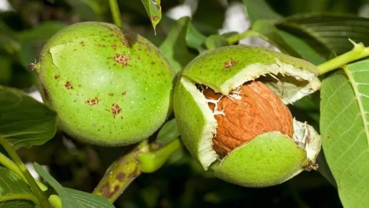 ترفندهای ساده برای از بین بردن تلخی گردو