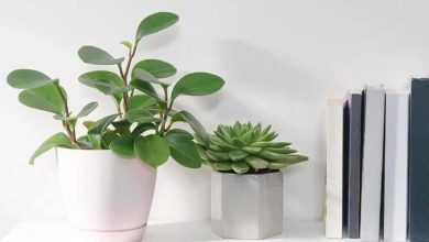 معجزه جالب کاغذ در رشد گیاهان آپارتمانی که از آن بی‌خبرید