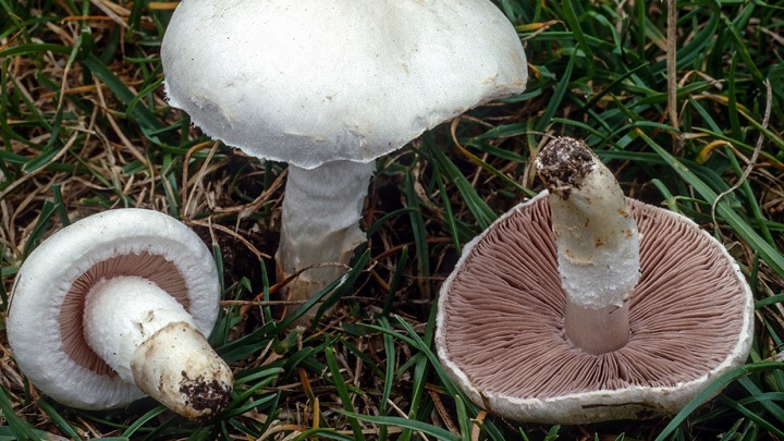 7 راه تشخیص قارچ باکیفیت و مرغوب 7 راه تشخیص قارچ باکیفیت و مرغوب