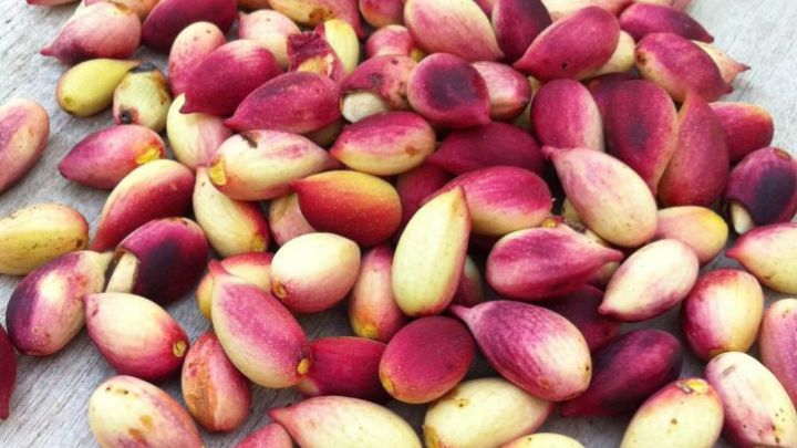 بهترین روشهای نگهداری پسته تازه کدام است؟ بهترین روشهای نگهداری پسته تازه کدام است؟