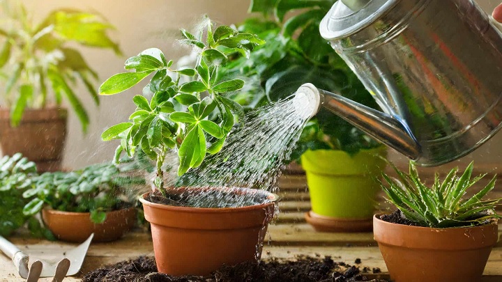 گرمازدگی گیاهان در تابستان گرمازدگی گیاهان در تابستان