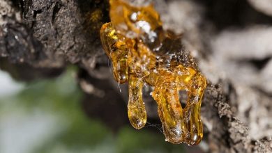 خواص و فواید درمانی شگفت‌انگیز صمغ درخت زردآلو