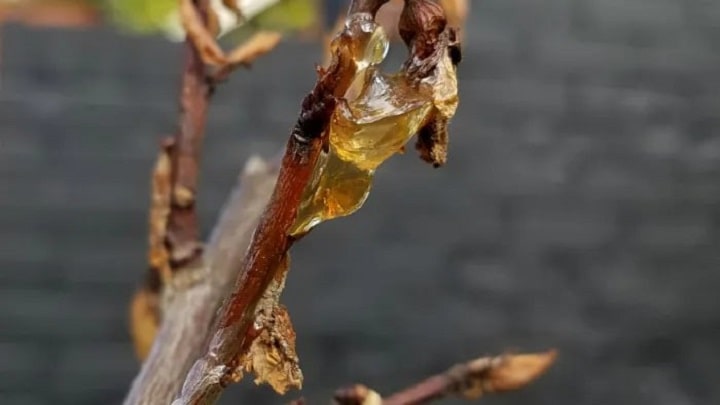 درمان زخمها و التهابات پوستی با صمغ درخت زردآلو درمان زخمها و التهابات پوستی با صمغ درخت زردآلو