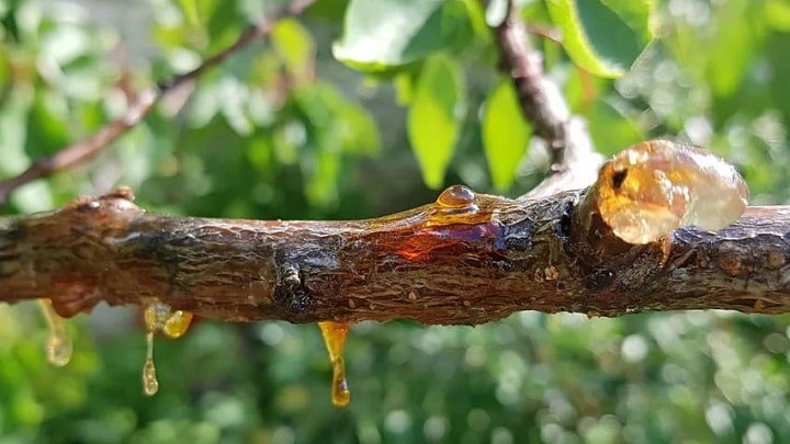 پیشگیری و درمان بیماریهای صفراوی با صمغ درخت زردآلو پیشگیری و درمان بیماریهای صفراوی با صمغ درخت زردآلو