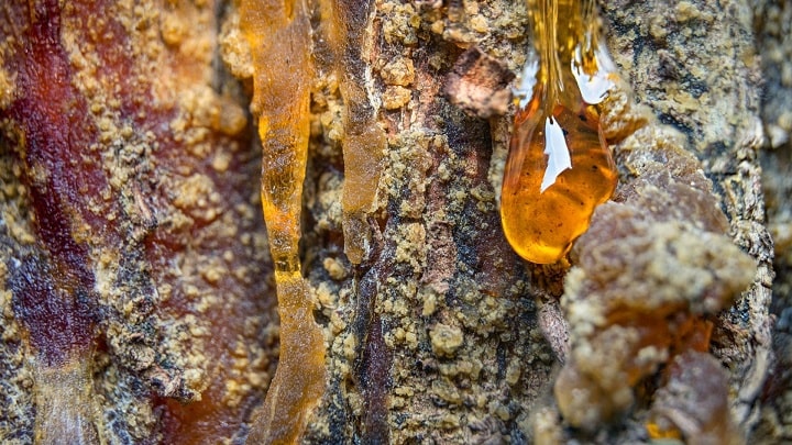 نحوه مصرف صمغ درخت زردآلو برای درمان بیماری نحوه مصرف صمغ درخت زردآلو برای درمان بیماری