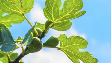 15 خواص و مضرات برگ انجیر؛ کاربرد و طریقه مصرف آن