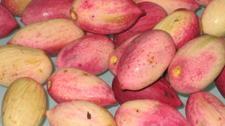 تهیه کود پوست پسته