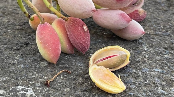 بهبود مشکلات گوارشی با پوست پسته