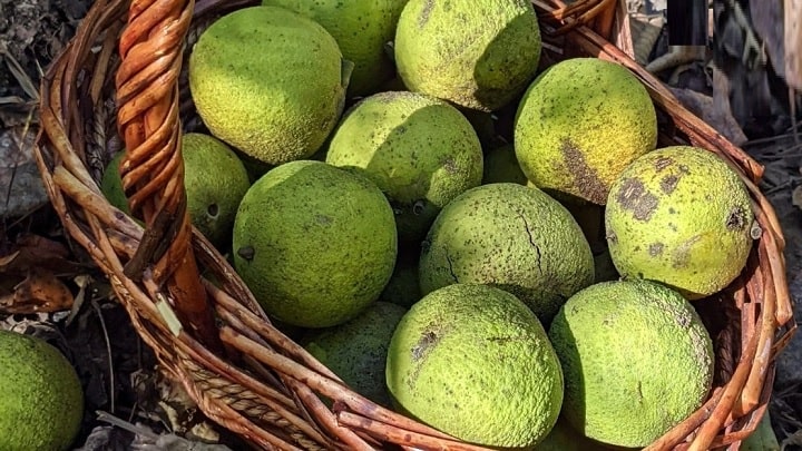 خواص پوست سبز گردو خواص پوست سبز گردو