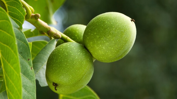 خواص پوست سبز گردو خواص پوست سبز گردو