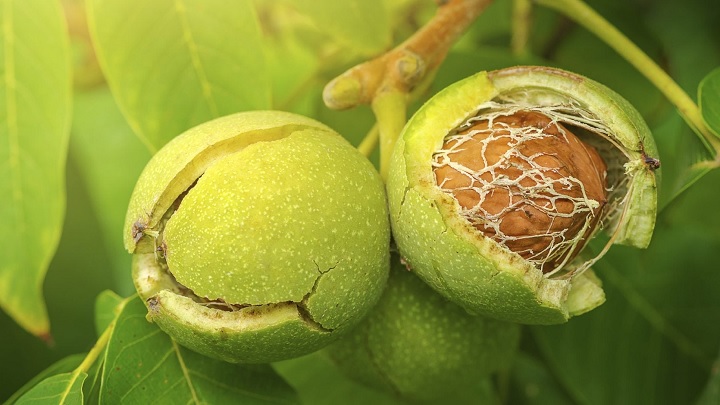 خواص پوست سبز گردو خواص پوست سبز گردو