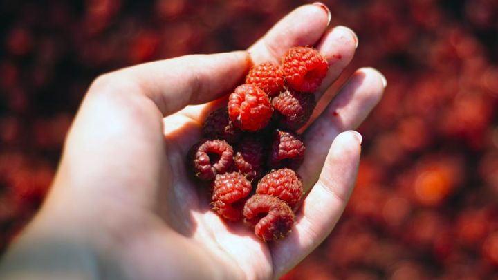 چه زمانی تمشک میتواند برای کودکان مضر باشد؟ چه زمانی تمشک میتواند برای کودکان مضر باشد؟