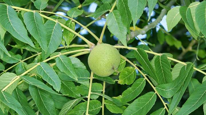 5خواص شگفت انگیز برگ گردو برای رحم 5خواص شگفت انگیز برگ گردو برای رحم