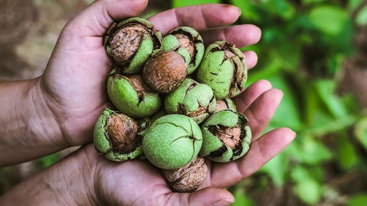 بهترین روش برای خشک کردن گردو تازه بهترین روش برای خشک کردن گردو تازه