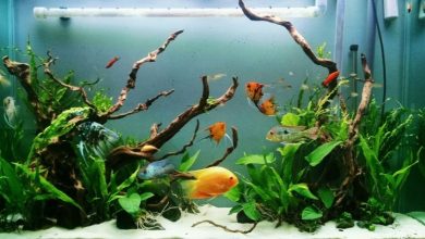 چگونه به‌درستی از ماهی‌های آکواریومی مراقبت کنیم؟