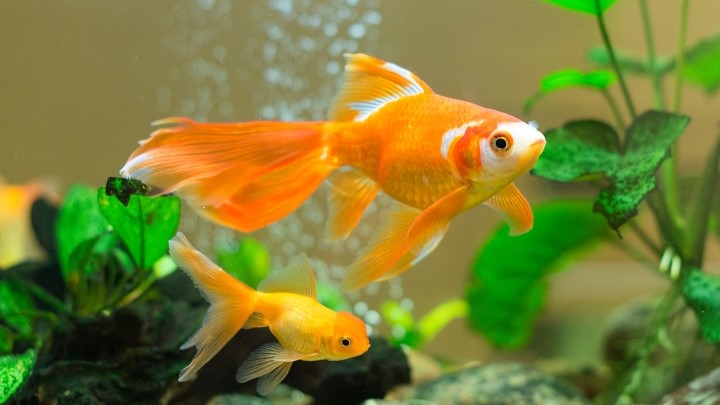 انتخاب بستر مناسب برای مراقبت از ماهیهای آکواریومی انتخاب بستر مناسب برای مراقبت از ماهیهای آکواریومی