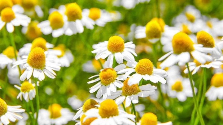 خواص ضد التهابی و آرامش‌بخش بابونه برای تسکین التهاب‌های پوستی کودکان