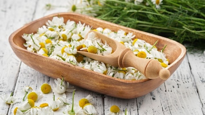 فواید بابونه برای کودکان