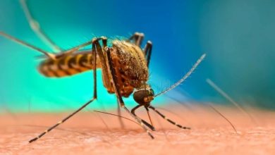 کدام رنگ‌ها شما را به طعمه پشه‌ها تبدیل می‌کنند؟