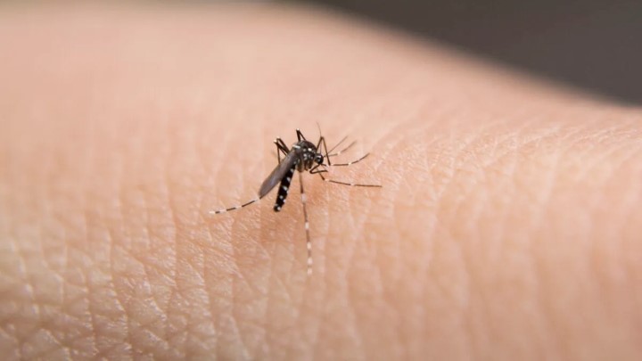 رنگ‌هایی که شما را به طعمه پشه‌ها تبدیل می‌کنند