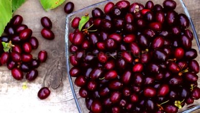 خواص و مضرات زغال اخته