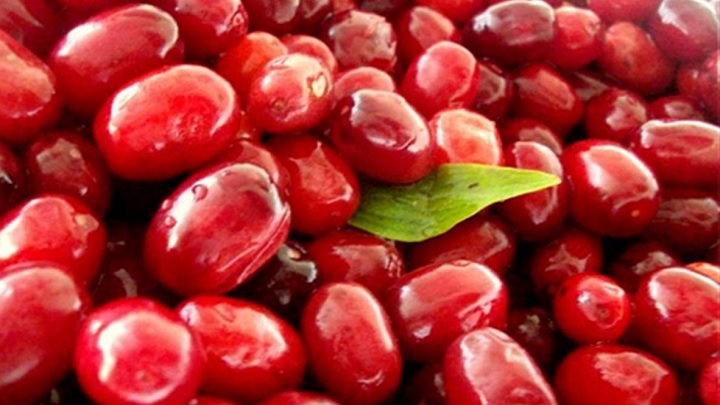 نحوه مصرف زغال اخته خشک و تازه نحوه مصرف زغال اخته خشک و تازه