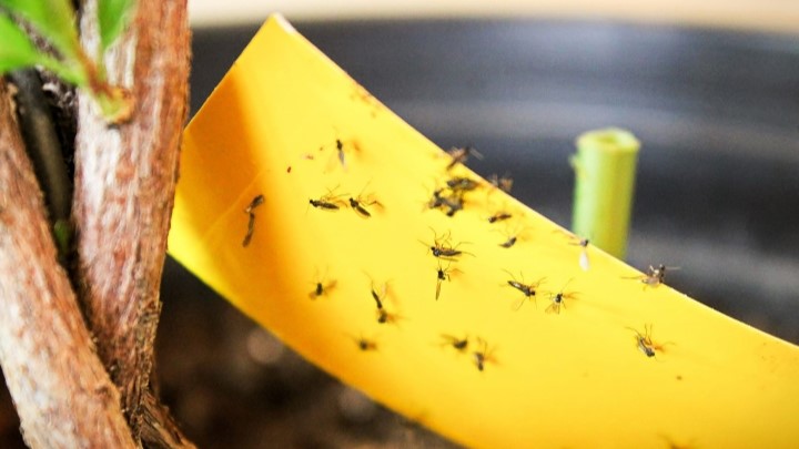 روشهای از بین بردن پشه و حشرات خاک گلدان روشهای از بین بردن پشه و حشرات خاک گلدان