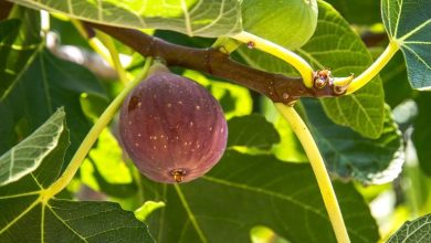 شيره درخت انجير برای لک صورت