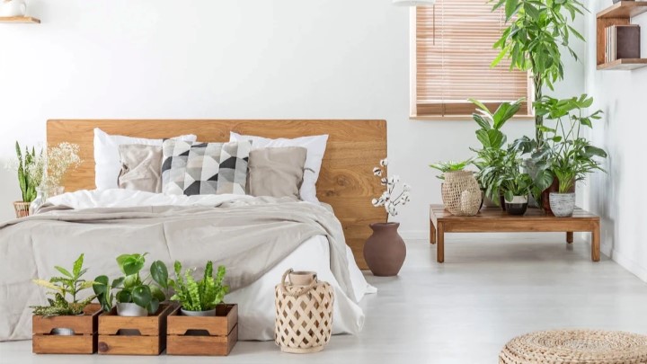 چه گیاهانی برای اتاق خواب مناسب هستند؟