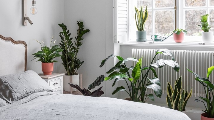 چرا برخی گیاهان برای اتاق خواب مناسب نیستند؟