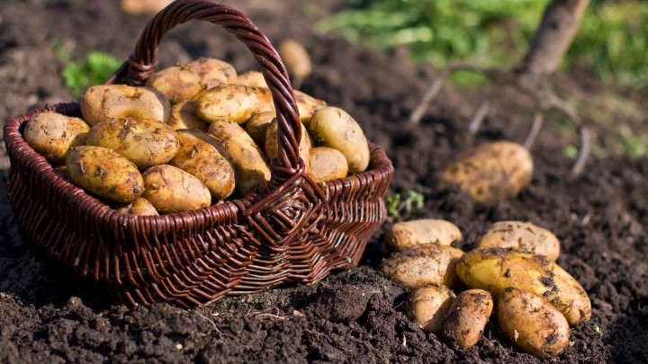 سیب زمینی، منبع انرژی طولانیمدت و پایدار را برای کودکان سیب زمینی، منبع انرژی طولانیمدت و پایدار را برای کودکان