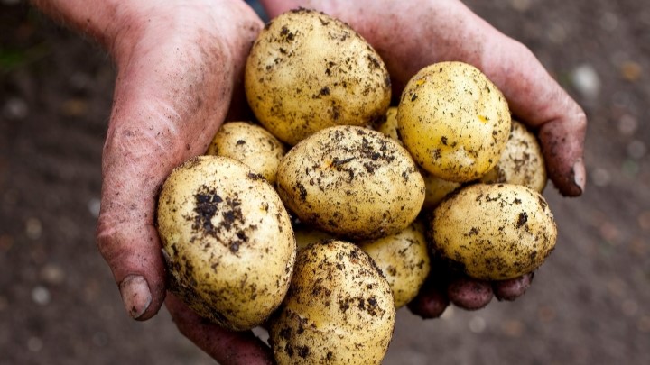 بهبود سیستم عصبی کودکان با سیب زمینی بهبود سیستم عصبی کودکان با سیب زمینی