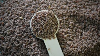 اسفرزه و خواص درمانی شگفت‌انگیز آن + نحوه مصرف